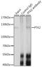 Protein Tyrosine Kinase 2 antibody, LS-C746908, Lifespan Biosciences, Immunoprecipitation image 