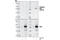 Serum/Glucocorticoid Regulated Kinase 1 antibody, 3271S, Cell Signaling Technology, Western Blot image 