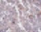 Synaptophysin-like protein 2 antibody, 5255, ProSci, Immunohistochemistry frozen image 