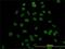 Mediator Complex Subunit 21 antibody, H00009412-M04, Novus Biologicals, Immunofluorescence image 