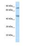 Zinc Finger Protein 90 antibody, NBP1-82373, Novus Biologicals, Western Blot image 