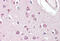 Apurinic/Apyrimidinic Endodeoxyribonuclease 1 antibody, MBS247928, MyBioSource, Immunohistochemistry frozen image 