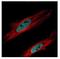 Chromobox 3 antibody, NBP2-15736, Novus Biologicals, Immunofluorescence image 