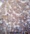Q9Y2G5-1 antibody, abx027060, Abbexa, Immunohistochemistry frozen image 