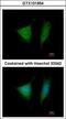 Eukaryotic Translation Initiation Factor 3 Subunit I antibody, GTX101954, GeneTex, Immunofluorescence image 