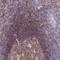 CD40 Molecule antibody, NBP2-33956, Novus Biologicals, Immunohistochemistry frozen image 