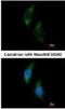 Phenylalanine--tRNA ligase alpha chain antibody, NBP1-33308, Novus Biologicals, Immunofluorescence image 