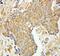 Clathrin Light Chain A antibody, 10852-1-AP, Proteintech Group, Immunohistochemistry frozen image 