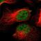 Neuron Navigator 2 antibody, NBP1-84615, Novus Biologicals, Immunofluorescence image 