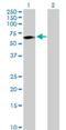 Transcobalamin-1 antibody, H00006947-D01P, Novus Biologicals, Western Blot image 