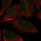 Archaelysin Family Metallopeptidase 2 antibody, HPA052406, Atlas Antibodies, Immunofluorescence image 