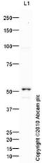 Solute Carrier Family 1 Member 5 antibody, ab84903, Abcam, Western Blot image 