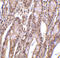 Acidic Nuclear Phosphoprotein 32 Family Member E antibody, 3147, ProSci, Immunohistochemistry paraffin image 