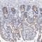 Transmembrane Protein 165 antibody, NBP1-90651, Novus Biologicals, Immunohistochemistry frozen image 