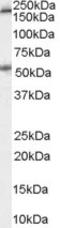 5-Hydroxytryptamine Receptor 3A antibody, LS-B3945, Lifespan Biosciences, Western Blot image 