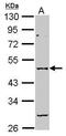 Gamma-Aminobutyric Acid Type A Receptor Alpha2 Subunit antibody, PA5-28222, Invitrogen Antibodies, Western Blot image 