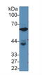 Glucose-6-Phosphate Isomerase antibody, MBS2027844, MyBioSource, Western Blot image 