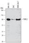 CREB Regulated Transcription Coactivator 2 antibody, MAB6458, R&D Systems, Western Blot image 