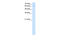 Nuclear Receptor Subfamily 2 Group C Member 2 antibody, 30-342, ProSci, Western Blot image 