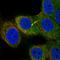 Alpha-(1,3)-fucosyltransferase antibody, HPA070923, Atlas Antibodies, Immunofluorescence image 