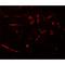 Caudal Type Homeobox 2 antibody, LS-B9509, Lifespan Biosciences, Immunofluorescence image 
