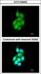 BAI1 Associated Protein 2 Like 1 antibody, GTX109453, GeneTex, Immunocytochemistry image 
