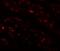 EF-hand calcium-binding domain-containing protein 4B antibody, NBP1-76493, Novus Biologicals, Immunofluorescence image 