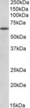 POU Class 6 Homeobox 2 antibody, MBS422366, MyBioSource, Western Blot image 