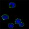 CD247 Molecule antibody, NBP1-42561, Novus Biologicals, Immunofluorescence image 