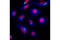 Tubulin Alpha 1b antibody, 5046S, Cell Signaling Technology, Immunocytochemistry image 