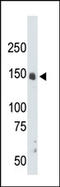 Cyclin Dependent Kinase 12 antibody, AP14163PU-N, Origene, Western Blot image 