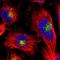 Cystatin C antibody, NBP1-87472, Novus Biologicals, Immunocytochemistry image 