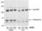 TNF Superfamily Member 15 antibody, orb388967, Biorbyt, Western Blot image 