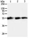 Tektin 5 antibody, orb107449, Biorbyt, Western Blot image 