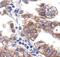Cadherin pan antibody, PA5-17526, Invitrogen Antibodies, Immunohistochemistry paraffin image 
