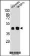 Keratin 80 antibody, 55-483, ProSci, Western Blot image 