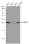 Peroxiredoxin 4 antibody, GTX108256, GeneTex, Western Blot image 