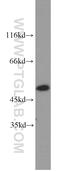 Actin Like 6A antibody, 10341-1-AP, Proteintech Group, Western Blot image 