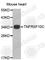 TNF Receptor Superfamily Member 10c antibody, A1137, ABclonal Technology, Western Blot image 