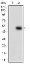 Serum paraoxonase/arylesterase 1 antibody, TA336952, Origene, Western Blot image 