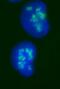 Fibrillarin antibody, ab5821, Abcam, Immunofluorescence image 