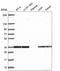 Fructosamine 3 Kinase Related Protein antibody, HPA056172, Atlas Antibodies, Western Blot image 