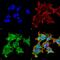 Crystallin Alpha A antibody, M01900, Boster Biological Technology, Immunofluorescence image 