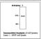 Insulin Receptor Substrate 4 antibody, LS-C62244, Lifespan Biosciences, Western Blot image 