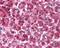 Parkinsonism Associated Deglycase antibody, 48-677, ProSci, Immunohistochemistry frozen image 