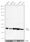 Jun Proto-Oncogene, AP-1 Transcription Factor Subunit antibody, 702170, Invitrogen Antibodies, Western Blot image 