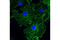 Beta-Actin antibody, 8844S, Cell Signaling Technology, Immunofluorescence image 