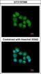 Muscleblind-like protein 3 antibody, GTX107366, GeneTex, Immunocytochemistry image 