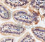 Acetylcholinesterase antibody, A6161, ABclonal Technology, Immunohistochemistry paraffin image 