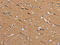 Aladin WD Repeat Nucleoporin antibody, CSB-PA211579, Cusabio, Immunohistochemistry frozen image 